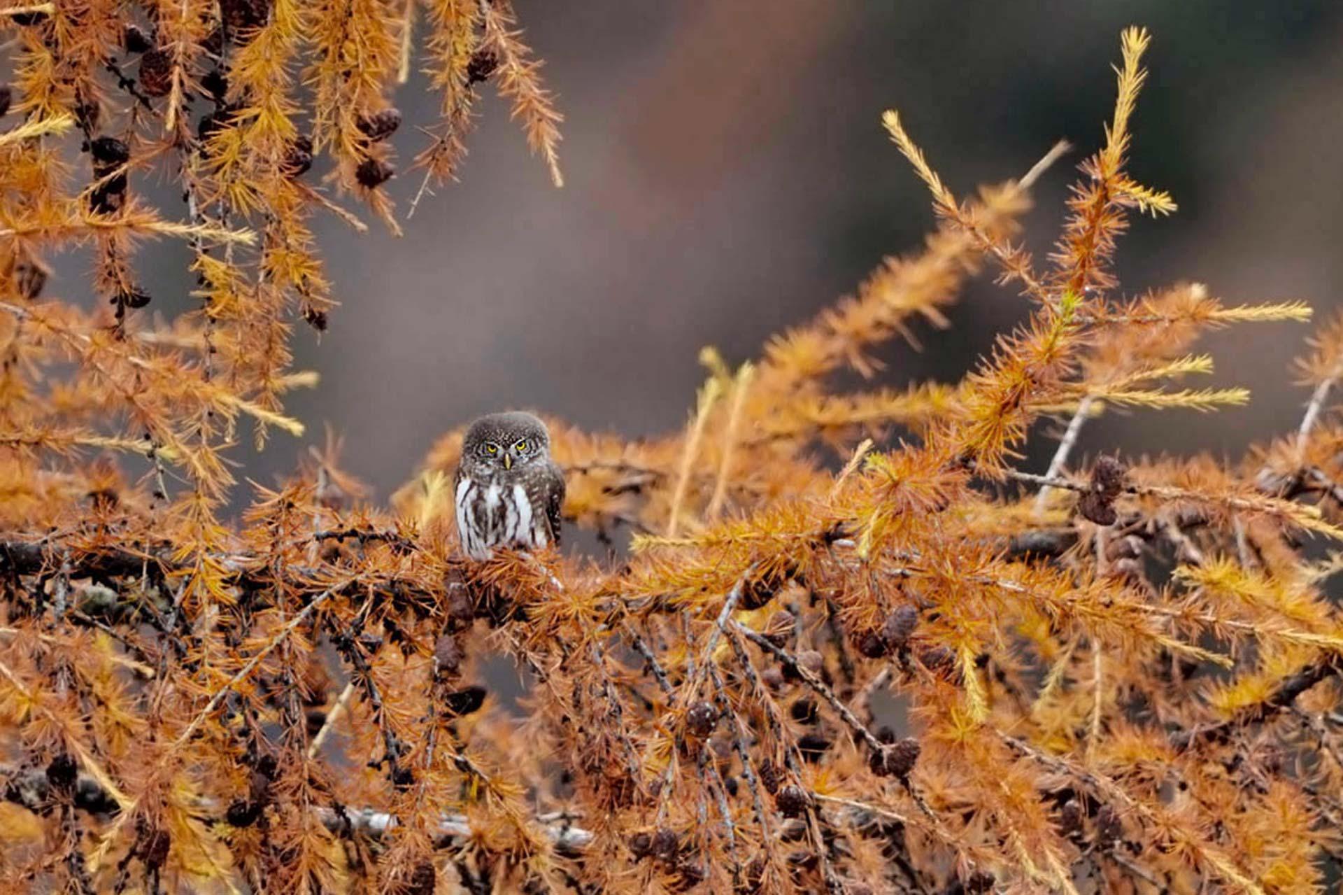 L'autunno